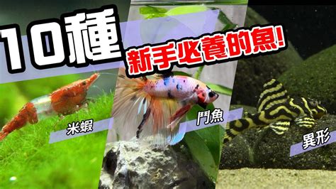 養魚 種類